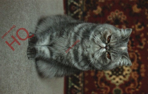 Picture postcard cat - picture, exotic