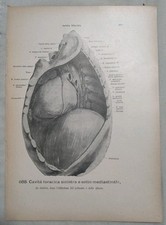 2 Stampe Anatomiche Vintage Antiquariato Medico Cavità Toracica Heroux