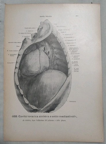 Stampe anatomiche vintage - anatomiche,