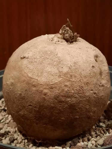 Merremia holubii caudex - holubii,