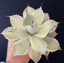 Agave Potatorum Eye Scream