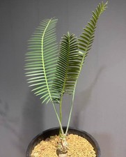 Dioon edule WYSIWYG Boutique