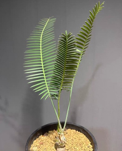 Dioon edule wysiwyg boutique - wysiwyg,