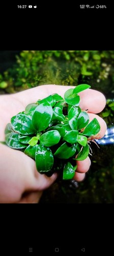 Anubias 1 - 2, +1