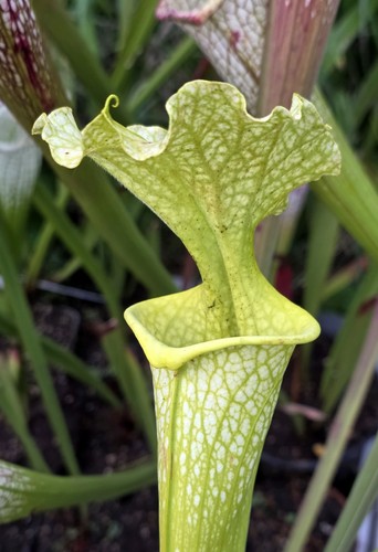 Sarracenia moorei - x,