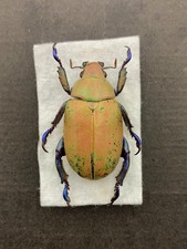 Rutelinae chrysina erubescens - rutelinae,