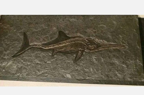 Replica ittiosauro fossile - ittiosauro,