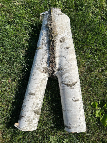 Tronco betulla bianco - betulla,