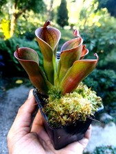 Heliamphora Rare, Minor Var.pilosa Cl.4 x Macdonaldae,AW,Carnivorous Plants, Pot