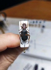 Carabidi, Brachinine, Brachinus, Brachinine giganti africane, 20 mm! Raro