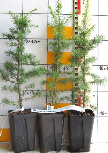 Cedrus atlantica cedro - -,