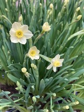 50 lampadine narciso nano