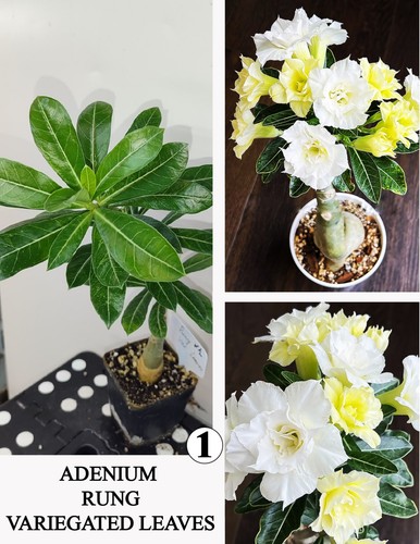 Adenium rung rosa uva - n1,