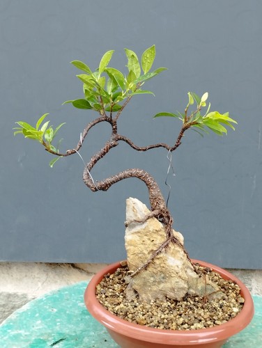 Bonsai ficus 36x16 pianta - 36x16,