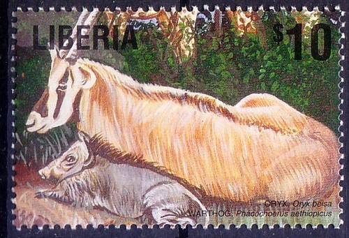 Warthog maiale africano - warthog,,