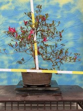 Bonsai joe rarità corino - bonsai, "