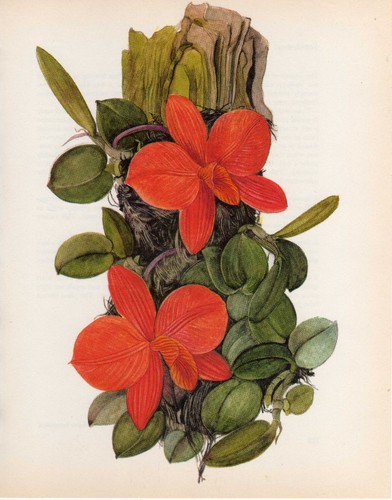 Stampa botanica vintage