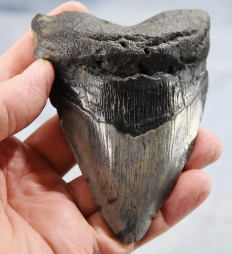 Megalodonte denti squalo - megalodonte, di
