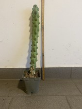 Myrtillocactus geometrizans cv fukurokuryuzinboku