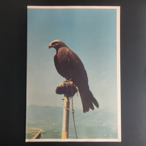 Bruno corà collezione del - corà,