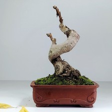 Ginkgo biloba shohin BONSAI 16 cm – 14 anni – nebari 6 cm – vaso Yixing 14,5 cm 
