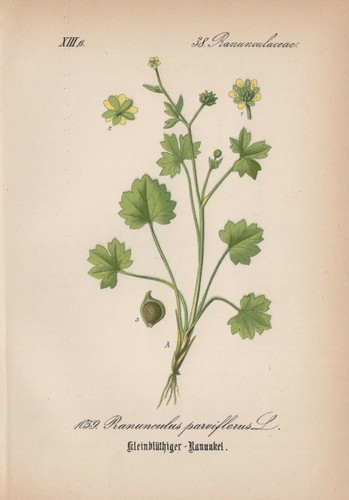 Kleinblütige ranuncoli - kleinblütige,