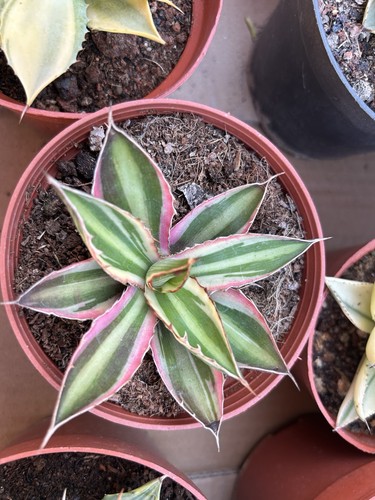 1pcs 13cm cactus - 1pcs, pianta