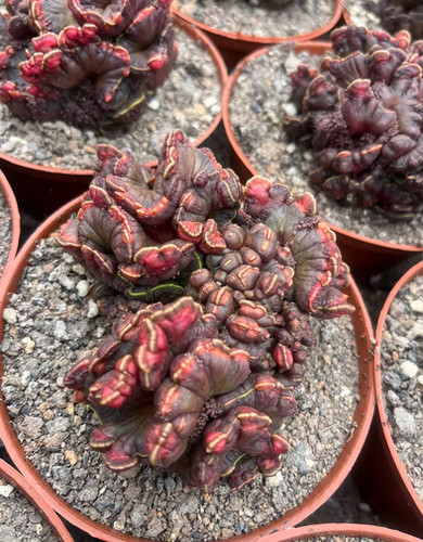 Cactus euphorbia mostrose - euphorbia,