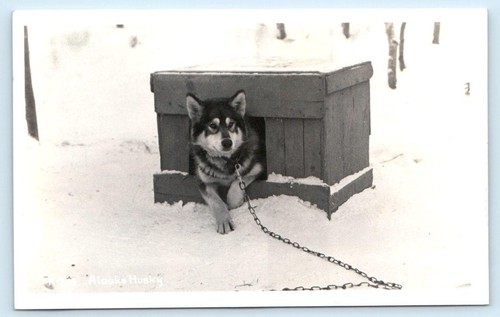 Cartolina rppc alaska cane - ~,