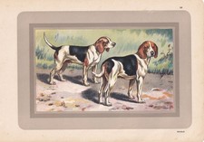 Stampa 1931 beagle - 1931, arte