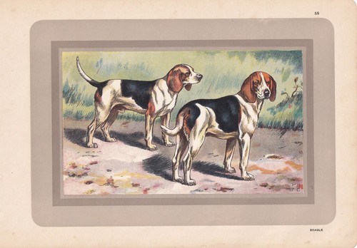 Stampa 1931 beagle dog - stampa,