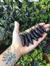 10 Semi di peperoncino Pimenta