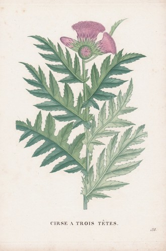 Cirse trois distel - cirse, thistle