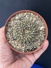 RARE! Cactus Caudex Ariocarpus Kotschoubeyanus Mc Dowellii 20 years 6Cm PERFECT!
