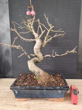 bonsai di melo   h 42 cm