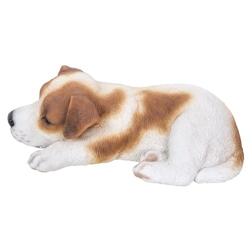 Jack russell cucciolo - cucciolo, che