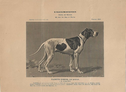 Stampa antica cane razza - antica,