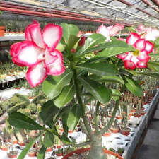 Adenium obesum cv "Noble