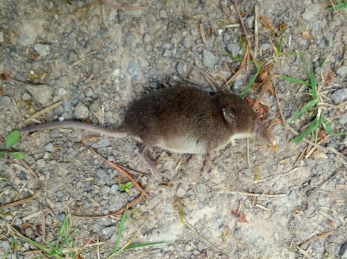 Photo 12x8 shrew exceeded its - photo,