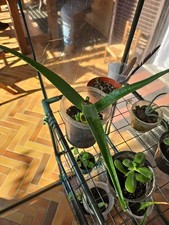 Pianta grassa ALOE VERA