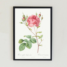 Illustrazione botanica vintage
