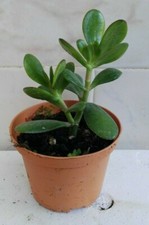 Pianta crassula ovata - di,