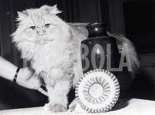 Foto vintage Francia, Pat la