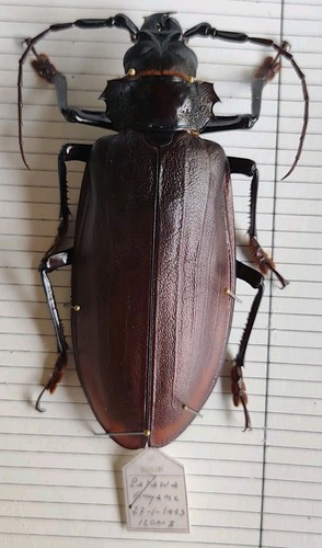 Titanus giganteus cerambycidae - giganteus,