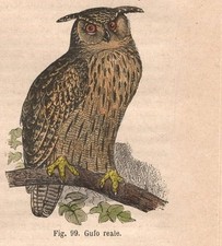 Stampa GUFO REALE Bubo bubo incisione antica acquerellata del 1884