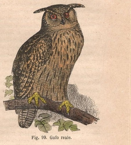 Stampa gufo reale bubo - bubo,