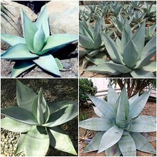 10 semi di agave guiengola