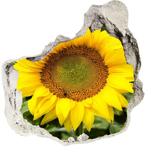 Campo girasoli 125x125 cm - girasoli,