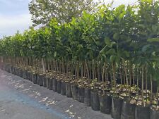 Agrumi a Casa Tua: Piante di Arancio, Limone, Mandarino....