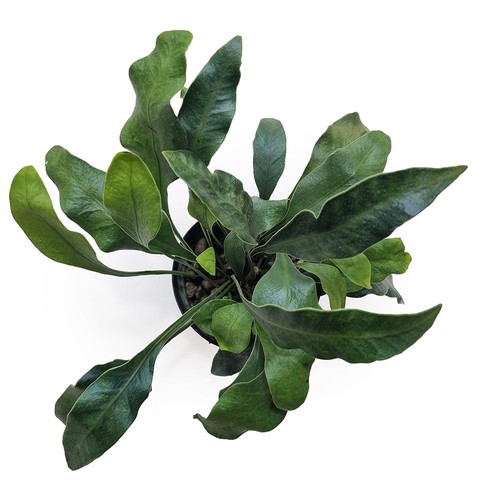 Microsorum siamensis f136 - siamensis,